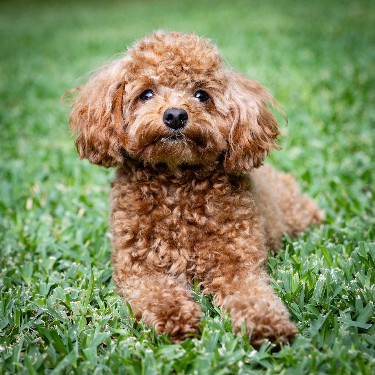 Family and Pet Holiday Card Session - Image 3