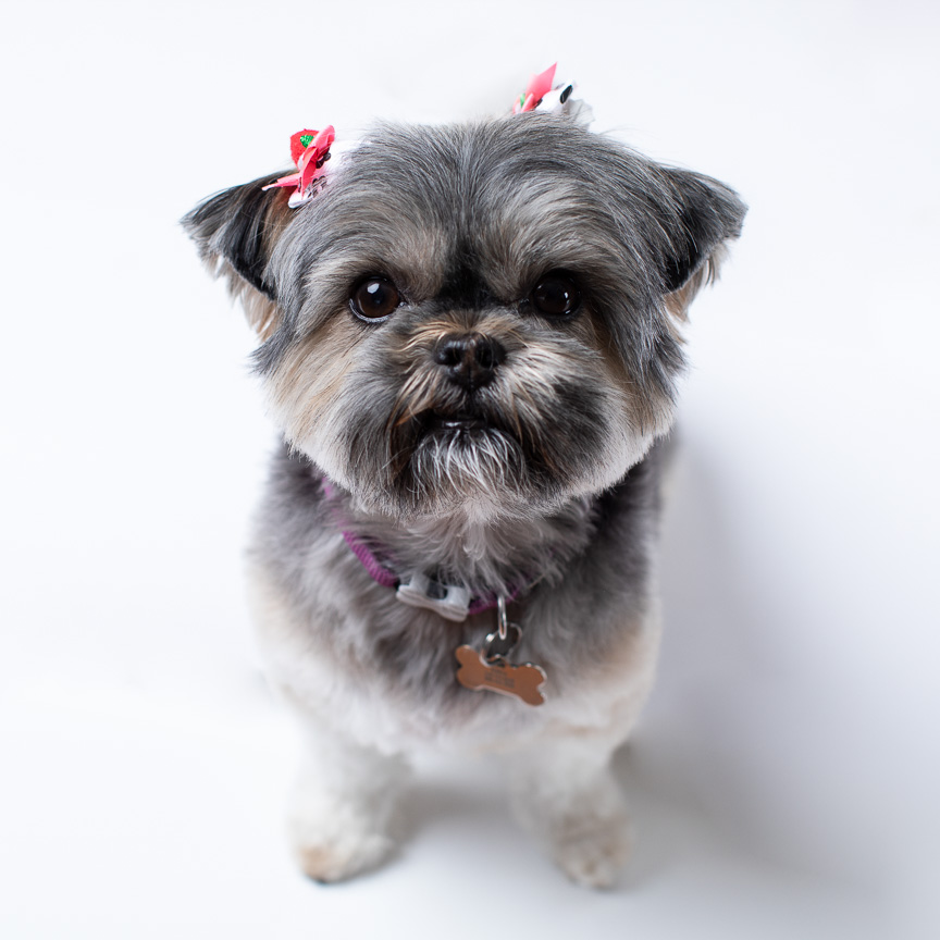 Fine Art Pet Session - Image 3