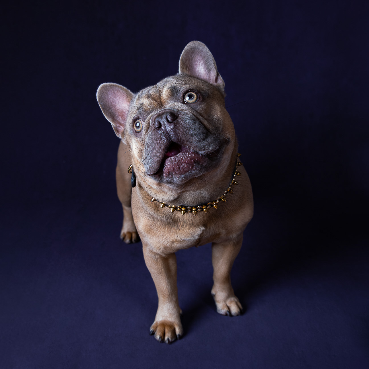 Fine Art Pet Session - Image 13